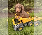 Small #2 Dachshund