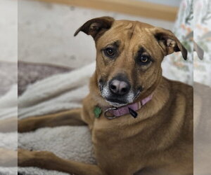 Quinta - Female Mutt Dog for Adoption - Photo #20