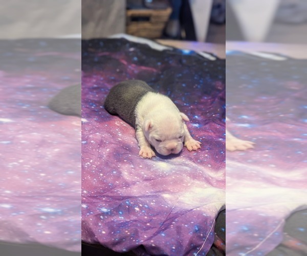 Medium Photo #1 Boston Terrier Puppy For Sale in ROCHESTER, NH, USA