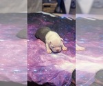 Puppy Puppy 4 Boston Terrier