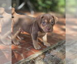 Small #2 American French Bull Terrier
