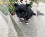 Small Photo #3 Pomsky Puppy For Sale in WHEELERSBURG, OH, USA