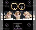 Puppy Leona ACA Dachshund
