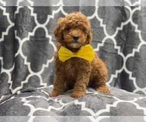 Goldendoodle-Poodle (Toy) Mix Puppy for sale in LAKELAND, FL, USA