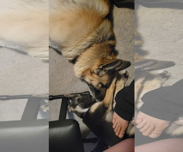Medium Photo #11 German Shepherd Dog-Unknown Mix Puppy For Sale in Seattle, WA, USA
