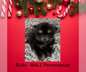 Pomeranian Puppy for sale in AZLE, TX, USA