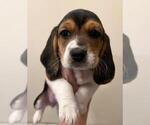 Small Photo #2 Bagle Hound-Basset Hound Mix Puppy For Sale in SILOAM SPRINGS, AR, USA
