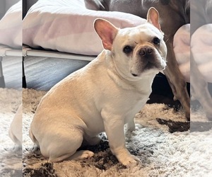 Father of the French Bulldog puppies born on 04/14/2025