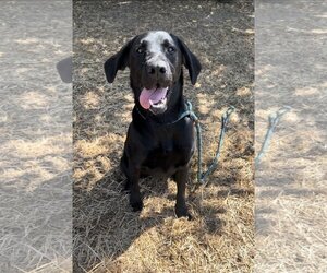 Labrador Retriever-Unknown Mix Dogs for adoption in Chico, CA, USA