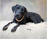Small #2 Labrador Retriever Mix
