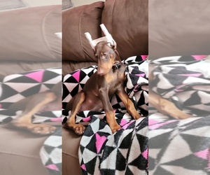 Doberman Pinscher Puppy for sale in OVERLAND PARK, KS, USA