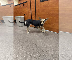 Rat-Cha Dogs for adoption in Jackson Township, NJ, USA