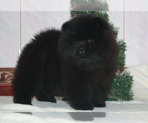 Chow Chow Puppy for sale in Chernivtsi, Chernivtsi, Ukraine