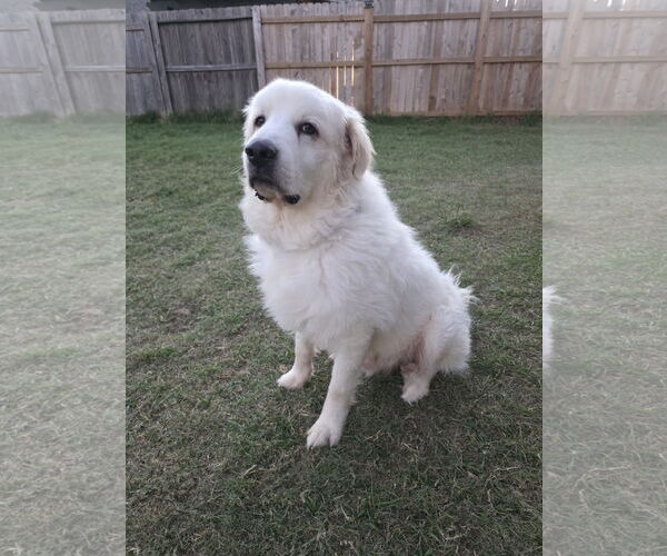 Medium Photo #4 Great Pyrenees-Unknown Mix Puppy For Sale in Houston, TX, USA