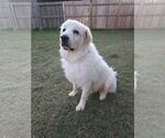 Small #3 Great Pyrenees Mix