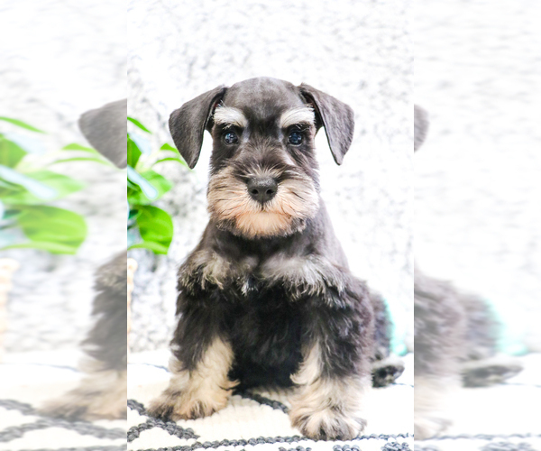 Medium Photo #16 Schnauzer (Miniature) Puppy For Sale in SYRACUSE, IN, USA