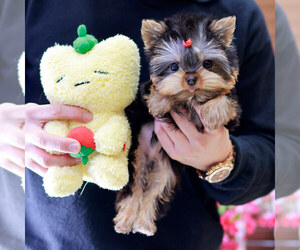 Yorkshire Terrier Puppy for sale in CAMPBELL, CA, USA