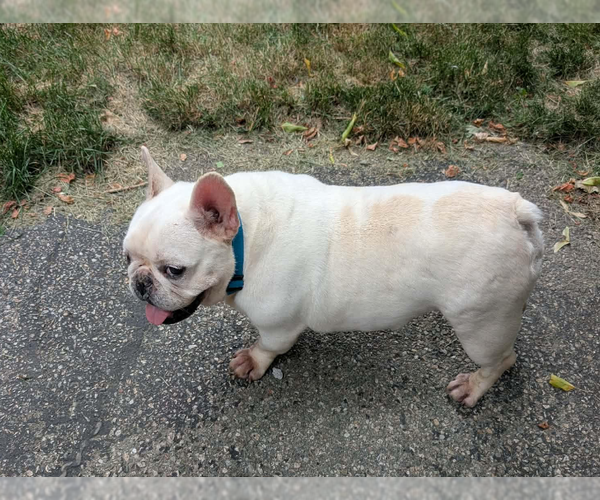 Medium Photo #3 French Bulldog-Unknown Mix Puppy For Sale in Cranston, RI, USA