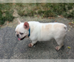 Small #2 French Bulldog Mix