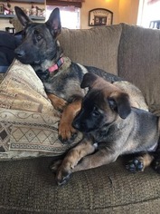 Mother of the Malinois puppies born on 12/23/2018
