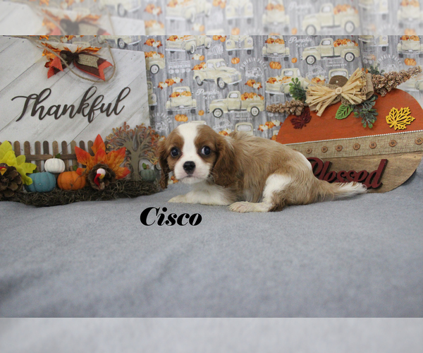 Medium Photo #53 Cavalier King Charles Spaniel Puppy For Sale in CHANUTE, KS, USA