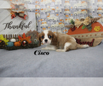 Small Photo #53 Cavalier King Charles Spaniel Puppy For Sale in CHANUTE, KS, USA