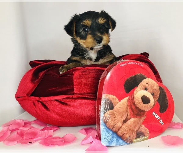 Medium Photo #1 Yorkshire Terrier Puppy For Sale in BRENTWOOD, TN, USA