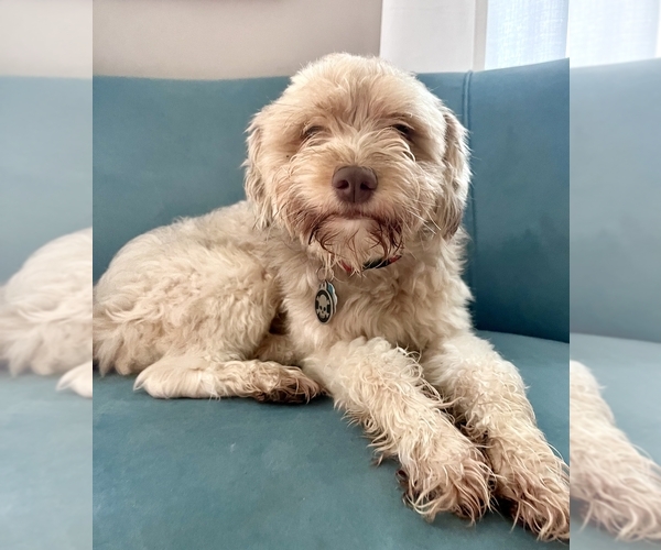 Medium Photo #1 Aussiedoodle Miniature -Shih Tzu Mix Puppy For Sale in MARSHALL, MI, USA