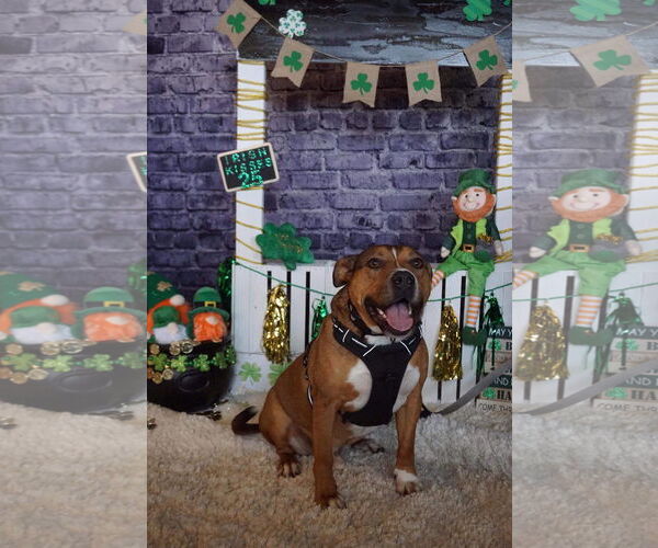 Medium Photo #23 American Pit Bull Terrier-Unknown Mix Puppy For Sale in Germantown, OH, USA