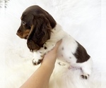 Small #8 Dachshund