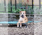 Small #2 American Pit Bull Terrier Mix