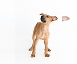 Small #4 Labrador Retriever Mix