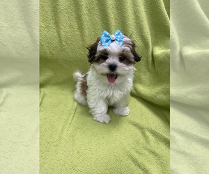 Mal-Shi Puppy for sale in RANDOLPH, MA, USA