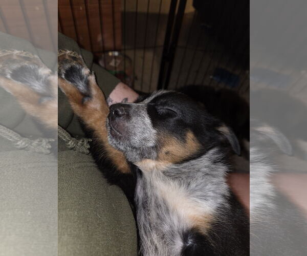 Medium Photo #4 Mutt Puppy For Sale in Garden City, NY, USA