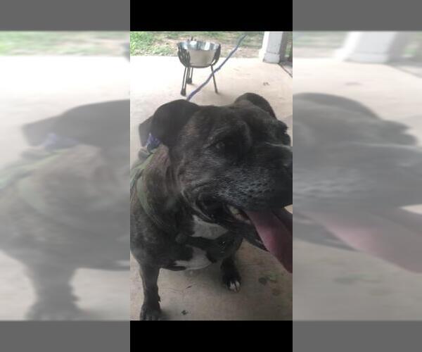 Medium Photo #1 American Staffordshire Terrier Puppy For Sale in San Antonio, TX, USA