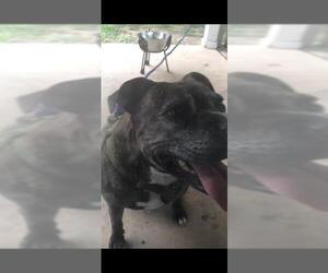 American Staffordshire Terrier Dogs for adoption in San Antonio, TX, USA
