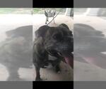Small American Staffordshire Terrier