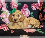 Small Photo #4 Cocker Spaniel-Poodle (Miniature) Mix Puppy For Sale in COCHRANVILLE, PA, USA
