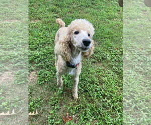 Poodle (Standard) Dogs for adoption in Pacolet, SC, USA