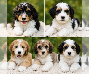 Bernedoodle Puppy for sale in KNOXVILLE, TN, USA
