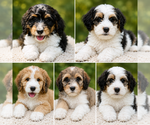 Image preview for Ad Listing. Nickname: Litter of 3