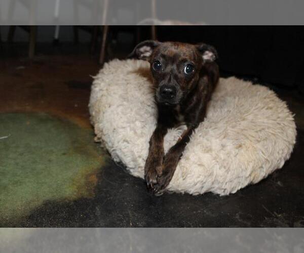 Medium Photo #5 Italian Greyhuahua Puppy For Sale in The Woodlands, TX, USA