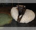 Small #4 Italian Greyhuahua