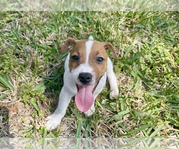 Medium Photo #30 Jack Russell Terrier Puppy For Sale in FORT PIERCE, FL, USA