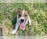 Small Photo #30 Jack Russell Terrier Puppy For Sale in FORT PIERCE, FL, USA