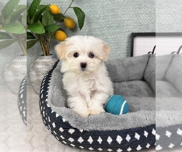 Medium Photo #5 Maltipoo (Toy) Puppy For Sale in FRANKLIN, IN, USA