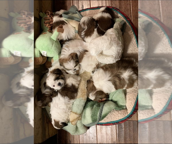 Medium Photo #2 Shih Tzu Puppy For Sale in GRAVOIS MILLS, MO, USA