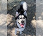 Small #1 Siberian Husky