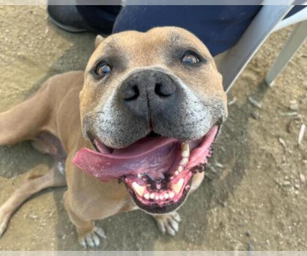 Medium Photo #2 American Pit Bull Terrier Puppy For Sale in Martinez, CA, USA