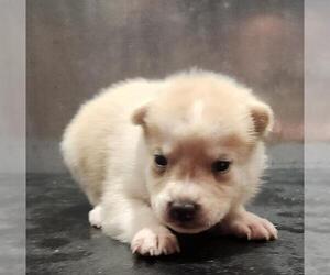 Siberian Husky-Unknown Mix Dogs for adoption in San Antonio, TX, USA